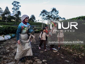 Students walking to school through the tea plantations in Tugu Utara Village, Regency Bogor, West Java province, Indonesia on 2 June, 2022....