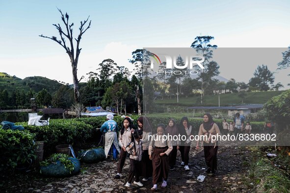 Students walking to school through the tea plantations in Tugu Utara Village, Regency Bogor, West Java province, Indonesia on 2 June, 2022. 