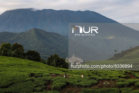 Farmers pick tea leaves at a tea plantation in Tugu Utara Village, Regency Bogor, West Java province, Indonesia on 2 June, 2022. 