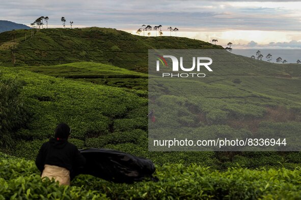 Farmers pick tea leaves at a tea plantation in Tugu Utara Village, Regency Bogor, West Java province, Indonesia on 2 June, 2022. 
