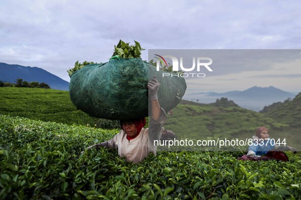 A farmer carries her stuffed bags with freshly hand-picked tea leaves at a tea plantation in Tugu Utara Village, Regency Bogor, West Java pr...