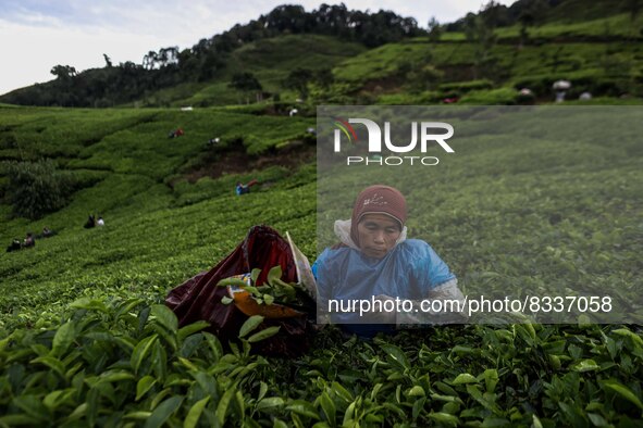 A farmer picks tea leaves at a tea plantation in Tugu Utara Village, Regency Bogor, West Java province, Indonesia on 2 June, 2022. 