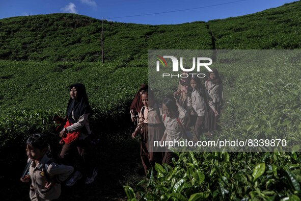 Students walking to school through the tea plantations in Tugu Utara Village, Regency Bogor, West Java province, Indonesia on 2 June, 2022. 