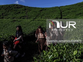 Students walking to school through the tea plantations in Tugu Utara Village, Regency Bogor, West Java province, Indonesia on 2 June, 2022....