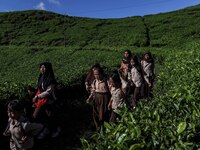 Students walking to school through the tea plantations in Tugu Utara Village, Regency Bogor, West Java province, Indonesia on 2 June, 2022....