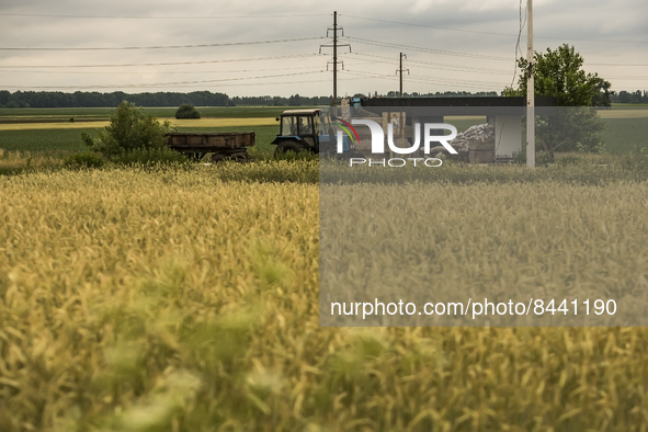The tractor drives past a checkpoint near the wheat field in Kyiv region, Ukraine. June 23, 2022 