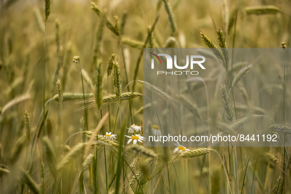 Wheat field in Kyiv region, Ukraine. June 23, 2022 