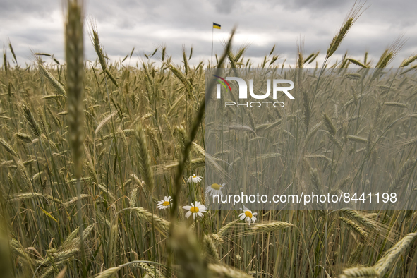 Ukrainian flag among the wheat field in Kyiv region, Ukraine. June 23, 2022 