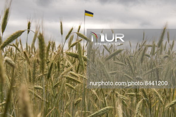 Ukrainian flag among the wheat field in Kyiv region, Ukraine. June 23, 2022 