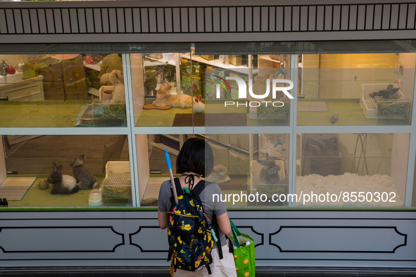 Hong Kong, China, 16 Jul 2022, A young lady admires angora rabbits in a shop's window in Yuen Long. 