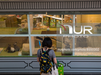 Hong Kong, China, 16 Jul 2022, A young lady admires angora rabbits in a shop's window in Yuen Long. (