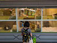 Hong Kong, China, 16 Jul 2022, A young lady admires angora rabbits in a shop's window in Yuen Long. (