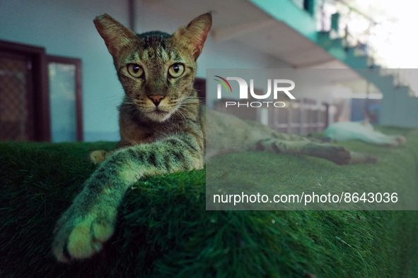 A cat sits inside a rescue center acting as home for elderly, abandoned and rescued felines, ahead of the 'International Cat Day', at the Fr...