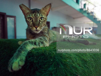 A cat sits inside a rescue center acting as home for elderly, abandoned and rescued felines, ahead of the 'International Cat Day', at the Fr...