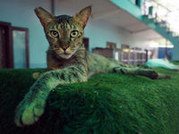 A cat sits inside a rescue center acting as home for elderly, abandoned and rescued felines, ahead of the 'International Cat Day', at the Fr...