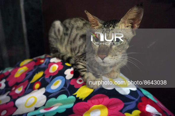 A cat sits inside a rescue center acting as home for elderly, abandoned and rescued felines, ahead of the 'International Cat Day', at the Fr...