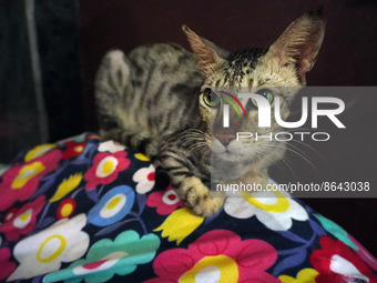 A cat sits inside a rescue center acting as home for elderly, abandoned and rescued felines, ahead of the 'International Cat Day', at the Fr...