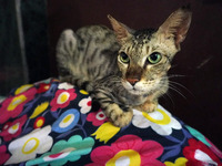 A cat sits inside a rescue center acting as home for elderly, abandoned and rescued felines, ahead of the 'International Cat Day', at the Fr...