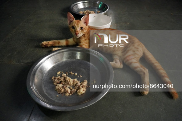 A cat sits inside a rescue center acting as home for elderly, abandoned and rescued felines, ahead of the 'International Cat Day', at the Fr...