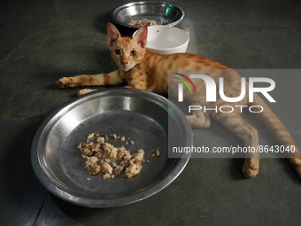 A cat sits inside a rescue center acting as home for elderly, abandoned and rescued felines, ahead of the 'International Cat Day', at the Fr...