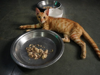 A cat sits inside a rescue center acting as home for elderly, abandoned and rescued felines, ahead of the 'International Cat Day', at the Fr...