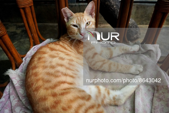 A cat sits inside a rescue center acting as home for elderly, abandoned and rescued felines, ahead of the 'International Cat Day', at the Fr...