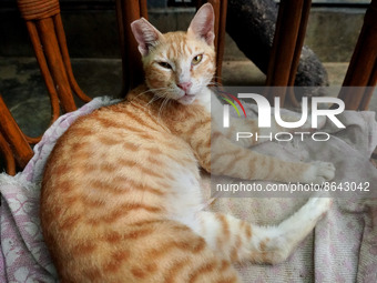 A cat sits inside a rescue center acting as home for elderly, abandoned and rescued felines, ahead of the 'International Cat Day', at the Fr...