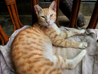 A cat sits inside a rescue center acting as home for elderly, abandoned and rescued felines, ahead of the 'International Cat Day', at the Fr...