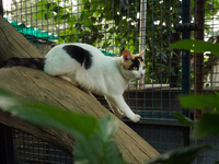 A cat sits inside a rescue center acting as home for elderly, abandoned and rescued felines, ahead of the 'International Cat Day', at the Fr...