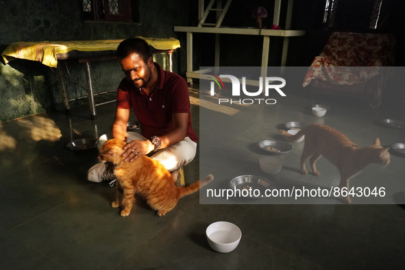 A caretaker plays with cats at a welfare center acting as home for elderly, abandoned and rescued felines, ahead of the 'International Cat D...