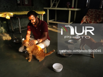 A caretaker plays with cats at a welfare center acting as home for elderly, abandoned and rescued felines, ahead of the 'International Cat D...