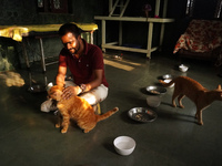 A caretaker plays with cats at a welfare center acting as home for elderly, abandoned and rescued felines, ahead of the 'International Cat D...