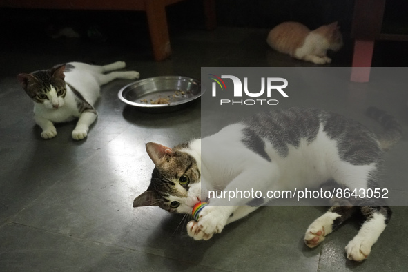 Cats play inside a welfare center acting as home for elderly, abandoned and rescued felines, ahead of the 'International Cat Day', at the Fr...