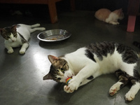 Cats play inside a welfare center acting as home for elderly, abandoned and rescued felines, ahead of the 'International Cat Day', at the Fr...