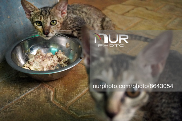 Cats are seen inside a welfare center acting as home for elderly, abandoned and rescued felines, ahead of the 'International Cat Day', at th...