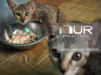 Cats are seen inside a welfare center acting as home for elderly, abandoned and rescued felines, ahead of the 'International Cat Day', at th...