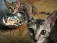 Cats are seen inside a welfare center acting as home for elderly, abandoned and rescued felines, ahead of the 'International Cat Day', at th...