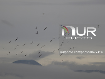 A flock is seen among clouds at dawn in Mexico City due to the monsoon that generated heavy rains during the early hours of the morning in t...