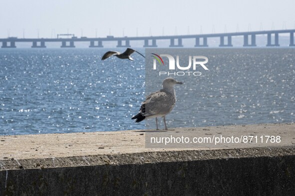 A seagull is seen perching on one of the pillars of the Tejo river promenade port in Oriente. Lisbon, August 23, 2022. Portugal recorded ano...