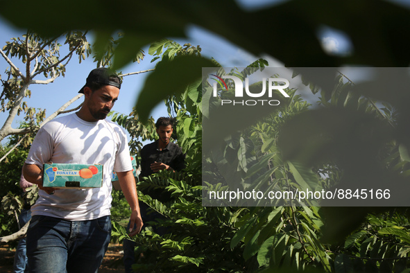 Palestinian farmers pick custard-apple, or Sugar-apple (Annona squamosa) at their farm during harvest season in Gaza city on September 13, 2...
