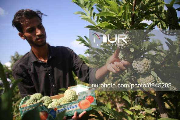  Palestinian farmers pick custard-apple, or Sugar-apple (Annona squamosa) at their farm during harvest season in Gaza city on September 13,...