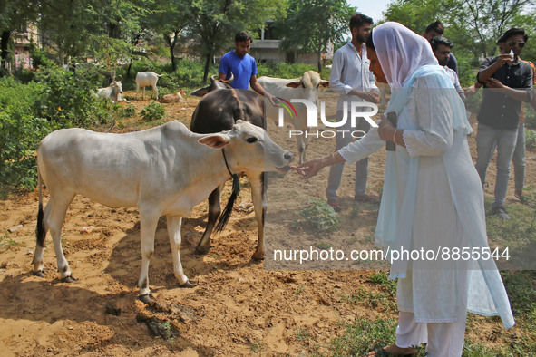 Members of Vishwa Hindu Parishad administers homeopathic medicine to a cow suffering from lumpy skin disease, in Jaipur, Rajasthan, India, T...