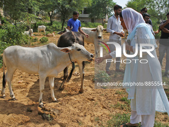 Members of Vishwa Hindu Parishad administers homeopathic medicine to a cow suffering from lumpy skin disease, in Jaipur, Rajasthan, India, T...