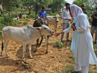 Members of Vishwa Hindu Parishad administers homeopathic medicine to a cow suffering from lumpy skin disease, in Jaipur, Rajasthan, India, T...