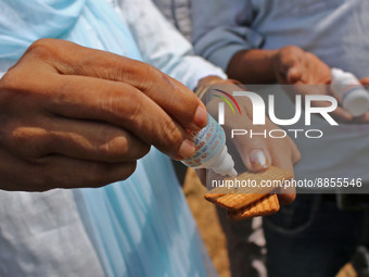 Members of Vishwa Hindu Parishad administers homeopathic medicine to a cow suffering from lumpy skin disease, in Jaipur, Rajasthan, India, T...