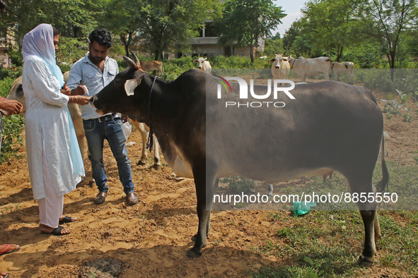 Members of Vishwa Hindu Parishad administers homeopathic medicine to a cow suffering from lumpy skin disease, in Jaipur, Rajasthan, India, T...