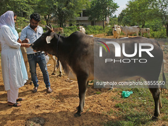 Members of Vishwa Hindu Parishad administers homeopathic medicine to a cow suffering from lumpy skin disease, in Jaipur, Rajasthan, India, T...