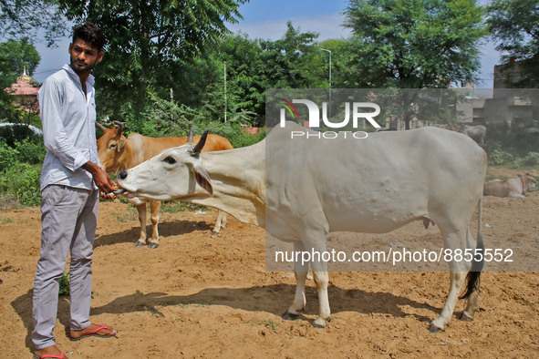 A member of Vishwa Hindu Parishad administers homeopathic medicine to a cow suffering from lumpy skin disease, in Jaipur, Rajasthan, India,...