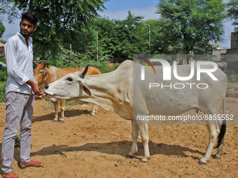 A member of Vishwa Hindu Parishad administers homeopathic medicine to a cow suffering from lumpy skin disease, in Jaipur, Rajasthan, India,...