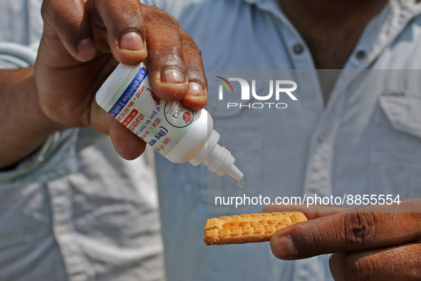 A member of Vishwa Hindu Parishad administers homeopathic medicine to a cow suffering from lumpy skin disease, in Jaipur, Rajasthan, India,...